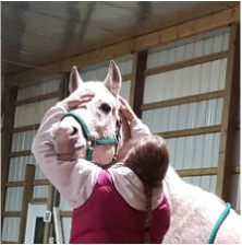 Retired Arabian endurance horse releasing tension through Agile Equine Bodywork.